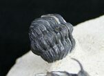 Bizarre Trident Walliserops Trilobite - #9534-7